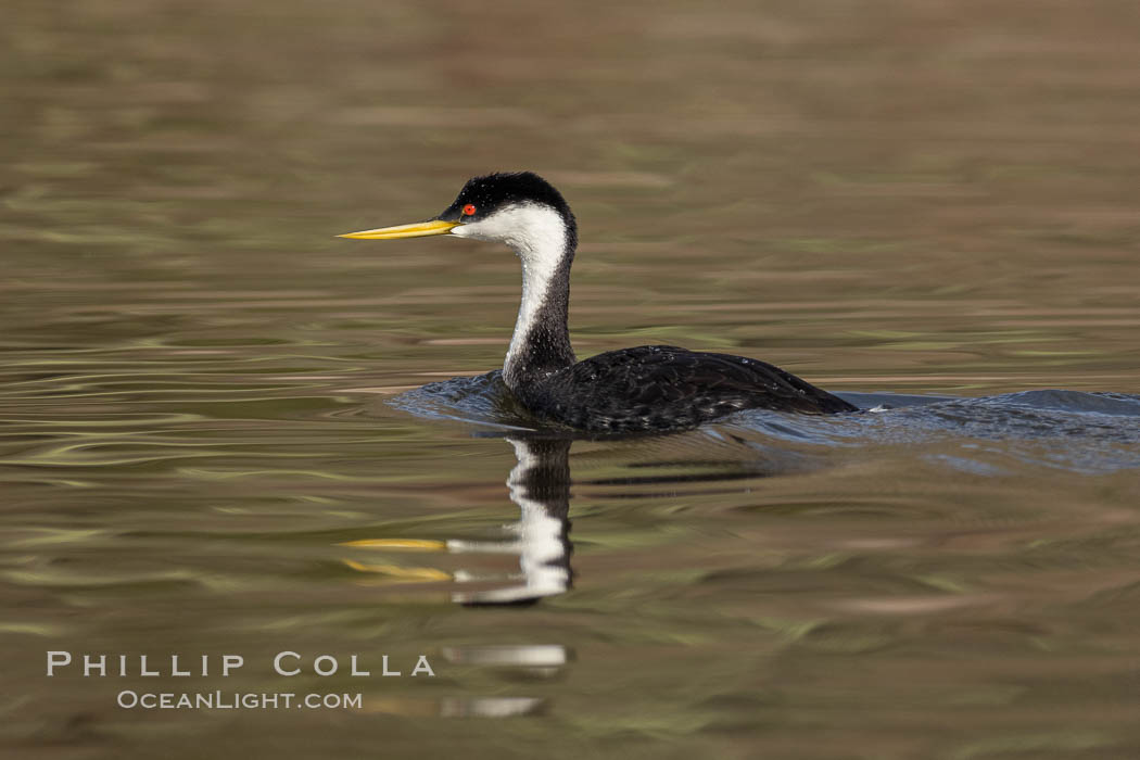 Western Grebe, Lake Hodges., Aechmophorus occidentalis, natural history stock photograph, photo id 36886