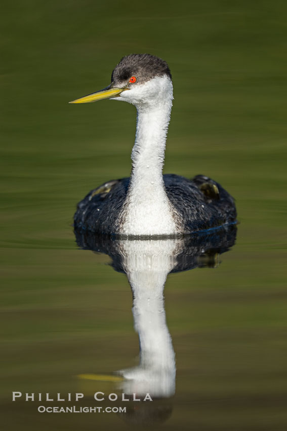 Western Grebe, Lake Wohlford., Aechmophorus occidentalis, natural history stock photograph, photo id 41544