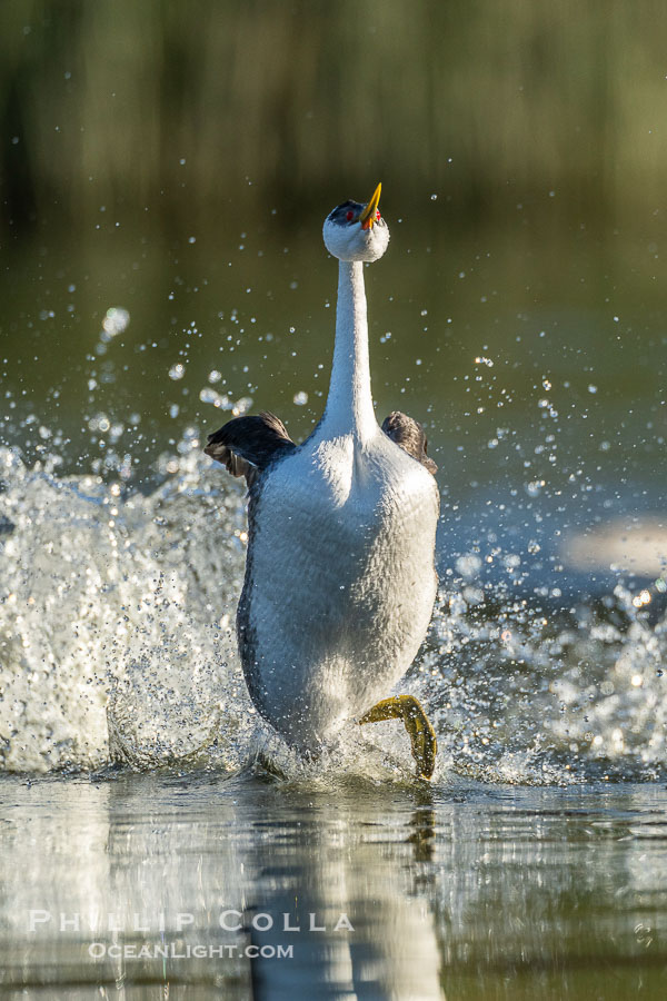 Western Grebe rushes across Lake Wohlford, exhibiting a spectacular courtship behavior in which the aquatic bird literally runs across the surface of the water while its feet hit the water up to 20 times per second., Aechmophorus occidentalis, natural history stock photograph, photo id 41539