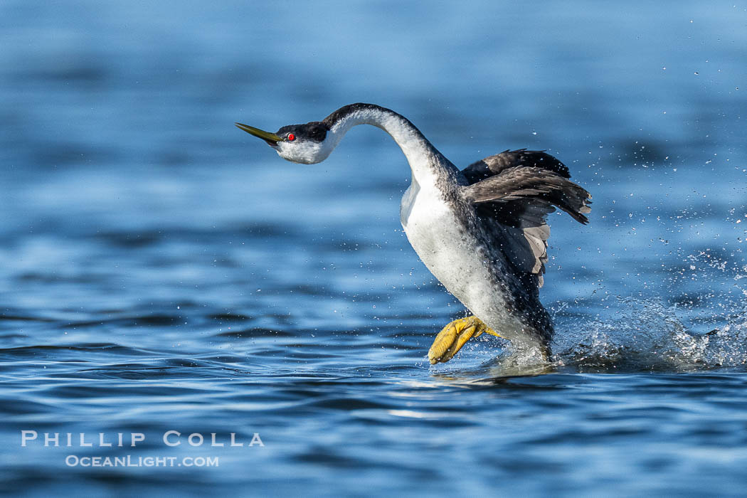Western Grebe rushes across Lake Wohlford, exhibiting a spectacular courtship behavior in which the aquatic bird literally runs across the surface of the water while its feet hit the water up to 20 times per second., Aechmophorus occidentalis, natural history stock photograph, photo id 41543