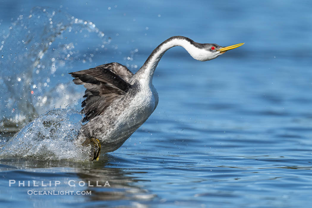 Western Grebe rushing on Lake Wohlford, running across the water by slapping its feet rapidly, part of the grebe's elaborate courtship, Escondido, California