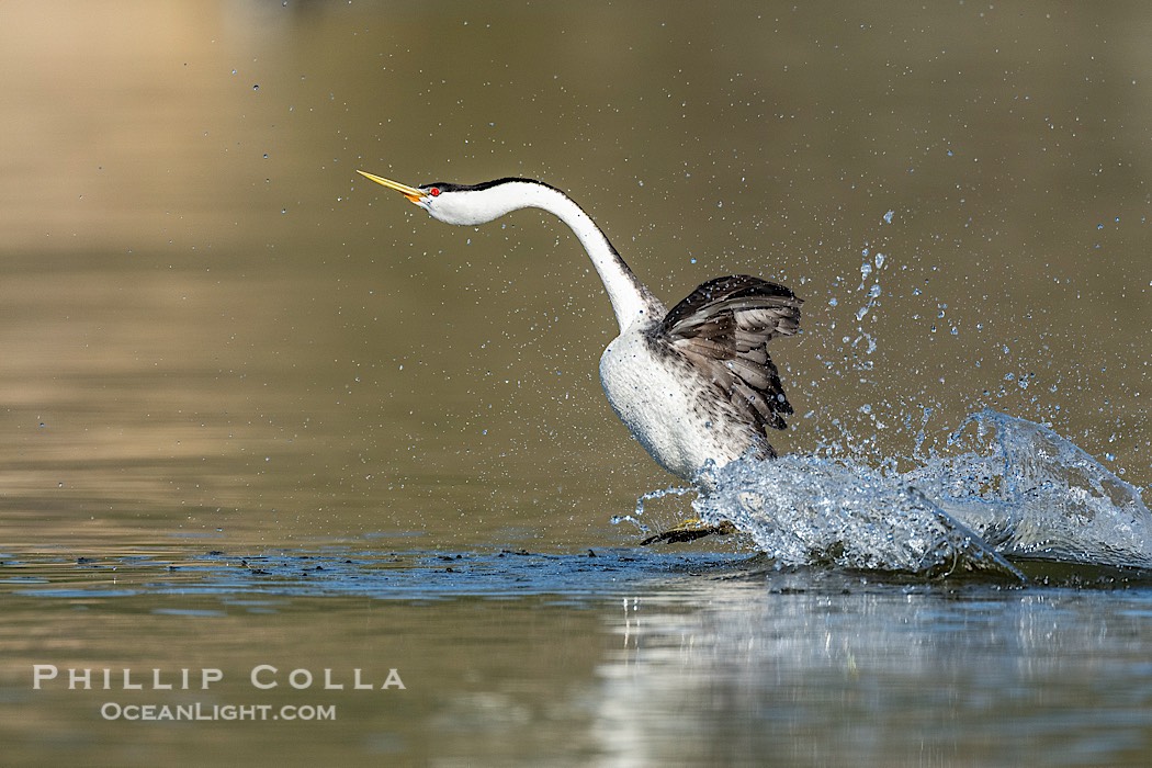 Western Grebe rushing on Lake Wohlford, running across the water by slapping its feet rapidly, part of the grebe's elaborate courtship., natural history stock photograph, photo id 41712