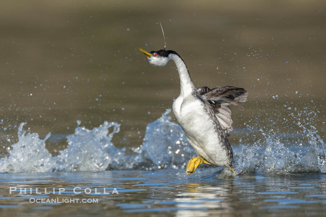 Hook the Western Grebe with a fishing hook embedded in the back side of his head, Lake Wohlford, Aechmophorus occidentalis, Escondido, California Hook the Western Grebe with a fishing hook embedded in the back side of his head, Lake Wohlford, Aechmophorus occidentalis, Escondido, California