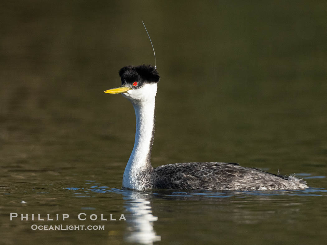 Hook the Western Grebe with a fishing hook embedded in the back side of his head, Lake Wohlford, Aechmophorus occidentalis, Escondido, California Hook the Western Grebe with a fishing hook embedded in the back side of his head, Lake Wohlford, Aechmophorus occidentalis, Escondido, California