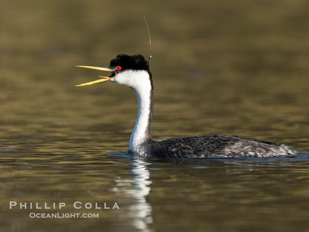 Hook the Western Grebe with a fishing hook embedded in the back side of his head, Lake Wohlford., Aechmophorus occidentalis, natural history stock photograph, photo id 40865