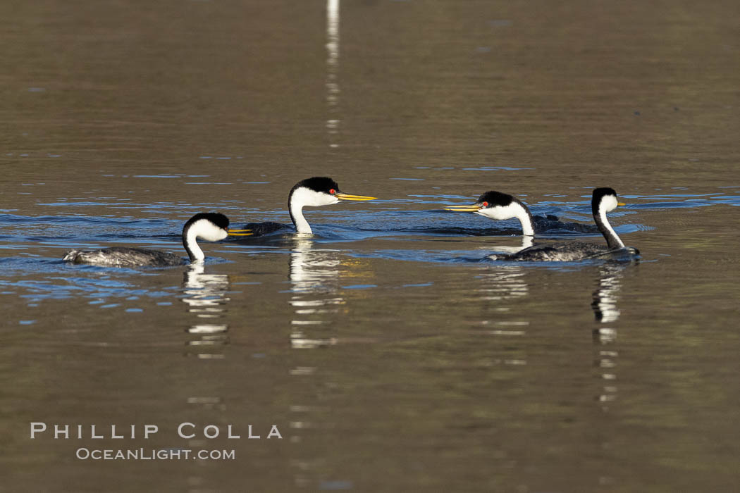 Western Grebes Ratchet Pointing in preparation for rushing, a courtship ceremony, Lake Hodges, San Diego, Aechmophorus occidentalis