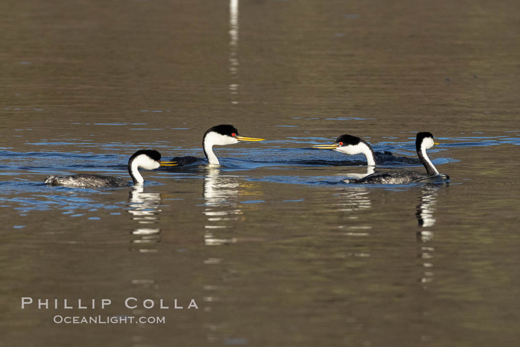 Western Grebes Ratchet Pointing in preparation for rushing, a courtship ceremony, Lake Hodges, San Diego, Aechmophorus occidentalis Western Grebes Ratchet Pointing in preparation for rushing, a courtship ceremony, Lake Hodges, San Diego, Aechmophorus occidentalis