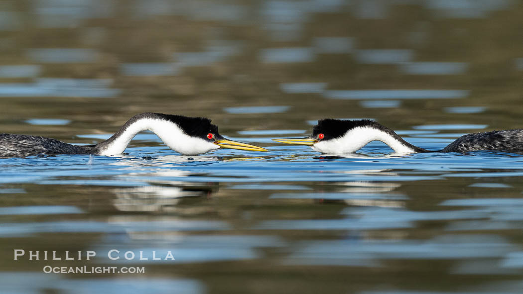 Western Grebes Ratchet Pointing, a courtship behavior in which the grebes assume a low facing position in the water, point beaks at one another and emit a ratchet-like sound. Coupled with dip-shaking, several rounds of ratchet pointing is often an immediate precursor to rushing, Aechmophorus occidentalis, Lake Wohlford, Escondido, California Western Grebes Ratchet Pointing, a courtship behavior in which the grebes assume a low facing position in the water, point beaks at one another and emit a ratchet-like sound. Coupled with dip-shaking, several rounds of ratchet pointing is often an immediate precursor to rushing, Aechmophorus occidentalis, Lake Wohlford, Escondido, California