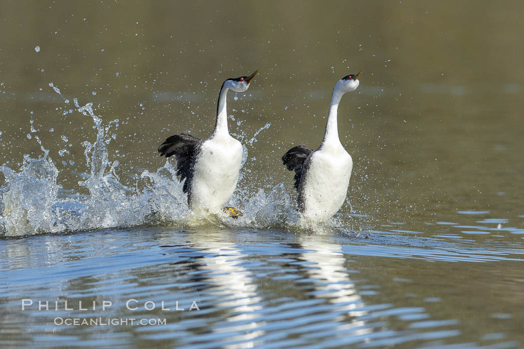 Western Grebes rushing in a courtship display. Rushiing grebes run across the water 60 feet (20m) or further with their feet hitting the water as rapidly as 20 times per second. Lake Hodges, San Diego, California, USA, Aechmophorus occidentalis, natural history stock photograph, photo id 37850