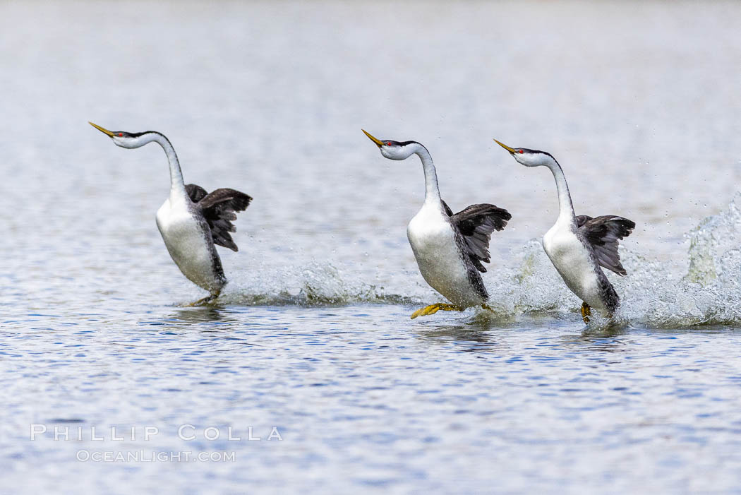 Western Grebes rushing in a courtship display. Rushiing grebes run across the water 60 feet (20m) or further with their feet hitting the water as rapidly as 20 times per second. Lake Hodges, San Diego, California, USA, Aechmophorus occidentalis, natural history stock photograph, photo id 37854