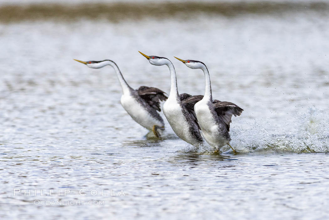 Western Grebes rushing in a courtship display. Rushiing grebes run across the water 60 feet (20m) or further with their feet hitting the water as rapidly as 20 times per second. Lake Hodges, San Diego, California, USA, Aechmophorus occidentalis, natural history stock photograph, photo id 37855