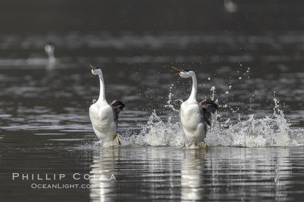 Western Grebes rushing in a courtship display. Rushiing grebes run across the water 60 feet (20m) or further with their feet hitting the water as rapidly as 20 times per second. Lake Hodges, San Diego., Aechmophorus occidentalis, natural history stock photograph, photo id 36888