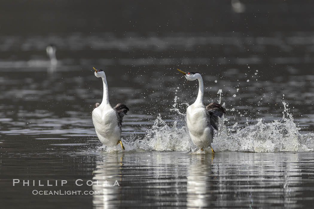 Western Grebes rushing in a courtship display. Rushiing grebes run across the water 60 feet (20m) or further with their feet hitting the water as rapidly as 20 times per second. Lake Hodges, San Diego, Aechmophorus occidentalis Western Grebes rushing in a courtship display. Rushiing grebes run across the water 60 feet (20m) or further with their feet hitting the water as rapidly as 20 times per second. Lake Hodges, San Diego, Aechmophorus occidentalis