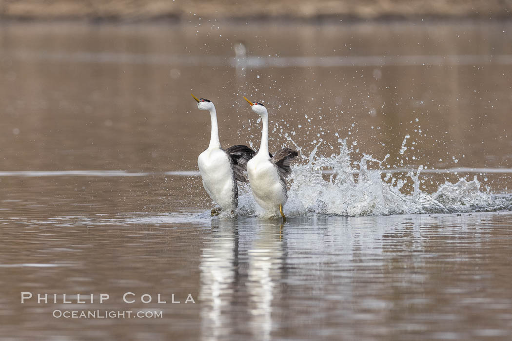 Western Grebes rushing in a courtship display. Rushiing grebes run across the water 60 feet (20m) or further with their feet hitting the water as rapidly as 20 times per second. Lake Hodges, San Diego., Aechmophorus occidentalis, natural history stock photograph, photo id 36887