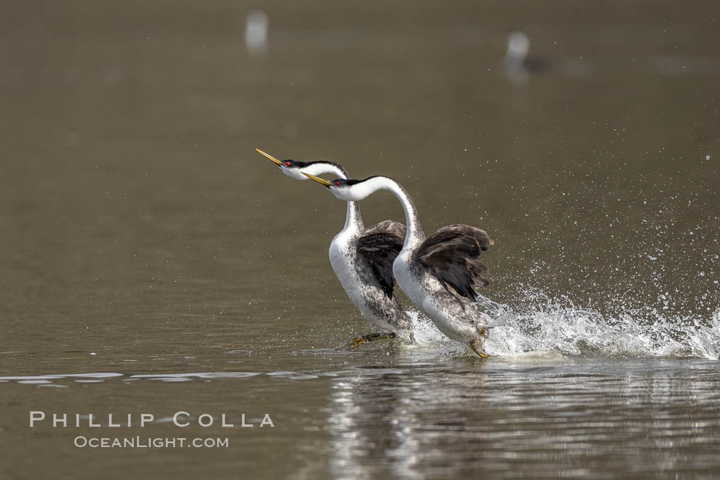 Western Grebes rushing in a courtship display. Rushiing grebes run across the water 60 feet (20m) or further with their feet hitting the water as rapidly as 20 times per second. Lake Hodges, San Diego, Aechmophorus occidentalis