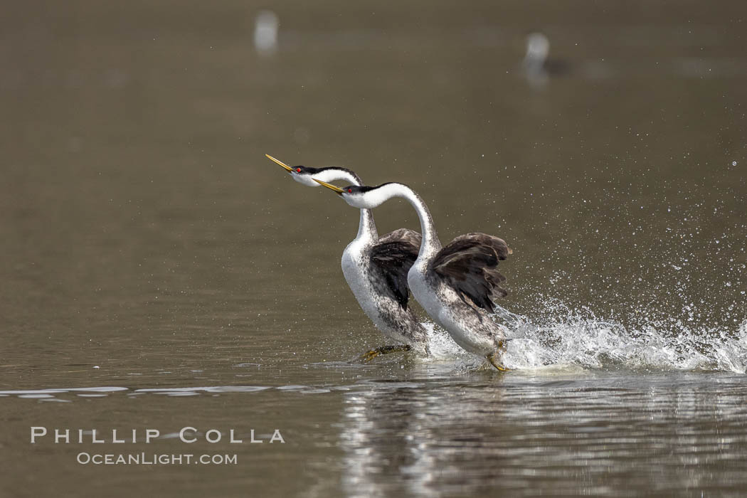 Western Grebes rushing in a courtship display. Rushiing grebes run across the water 60 feet (20m) or further with their feet hitting the water as rapidly as 20 times per second. Lake Hodges, San Diego, Aechmophorus occidentalis Western Grebes rushing in a courtship display. Rushiing grebes run across the water 60 feet (20m) or further with their feet hitting the water as rapidly as 20 times per second. Lake Hodges, San Diego, Aechmophorus occidentalis