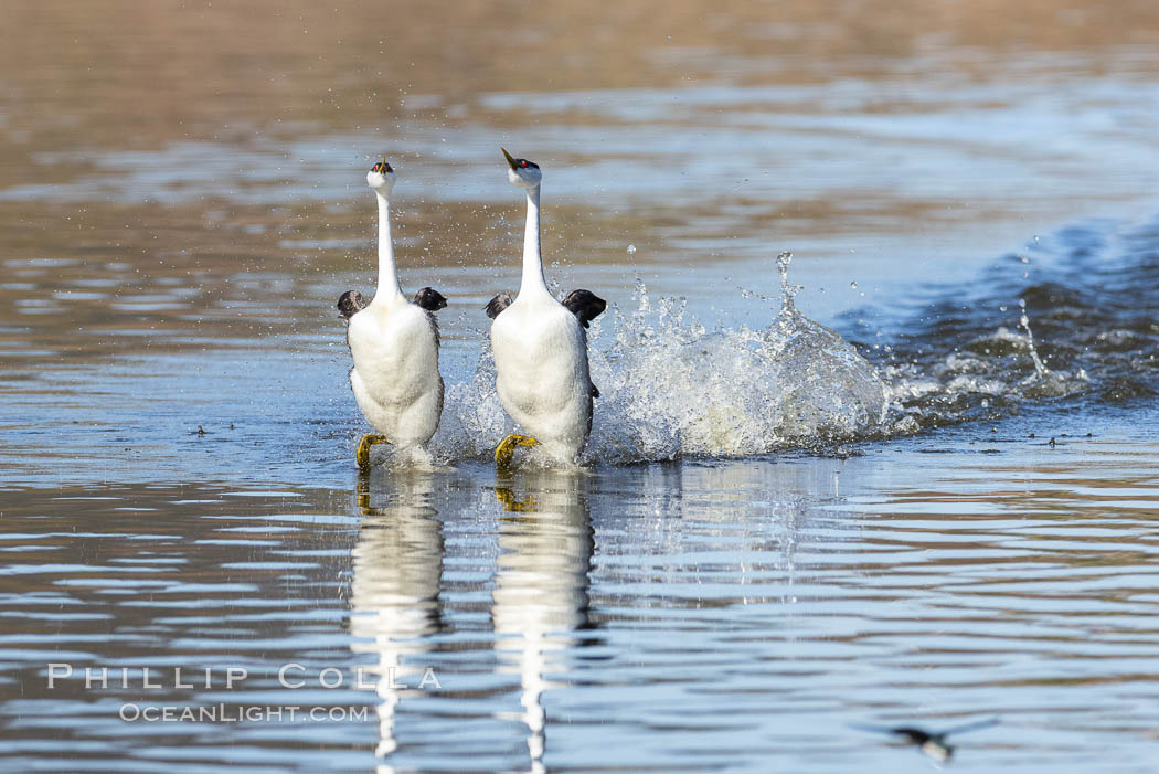 Western Grebes Rushing on Lake Hodges. Synchronized rushing, where (usually) a male and female run across the water, lasts for only a few seconds.  It is one of the most spectacular behaviors ever seen among birds, Aechmophorus occidentalis, San Diego, California