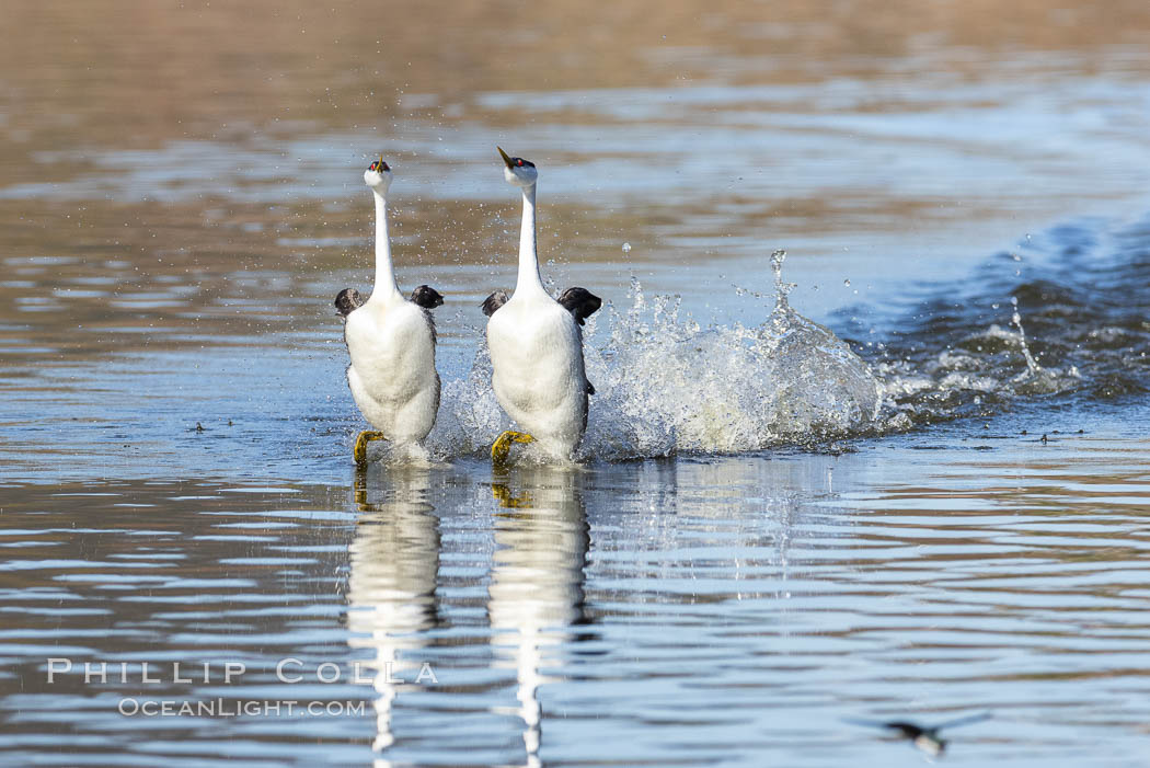 Western Grebes Rushing on Lake Hodges. Synchronized rushing, where (usually) a male and female run across the water, lasts for only a few seconds.  It is one of the most spectacular behaviors seen among birds. San Diego, California, USA, Aechmophorus occidentalis, natural history stock photograph, photo id 36786
