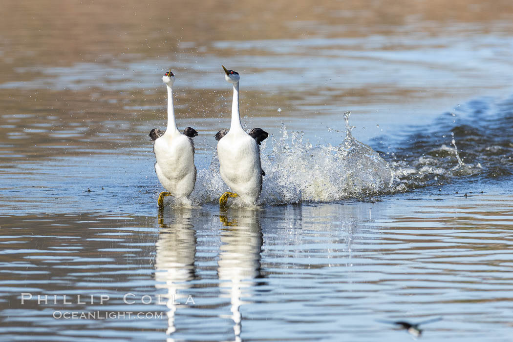 Western Grebes Rushing on Lake Hodges. Synchronized rushing, where (usually) a male and female run across the water, lasts for only a few seconds.  It is one of the most spectacular behaviors seen among birds. San Diego, California, USA, Aechmophorus occidentalis, natural history stock photograph, photo id 36786