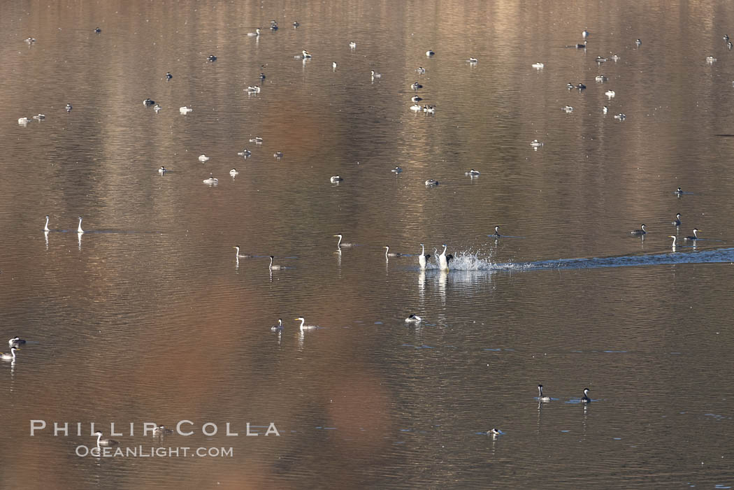 Western Grebes Rushing on Lake Hodges, amidst a mix of Western Grebes and Clarks Grebes, Aechmophorus occidentalis, San Diego, California