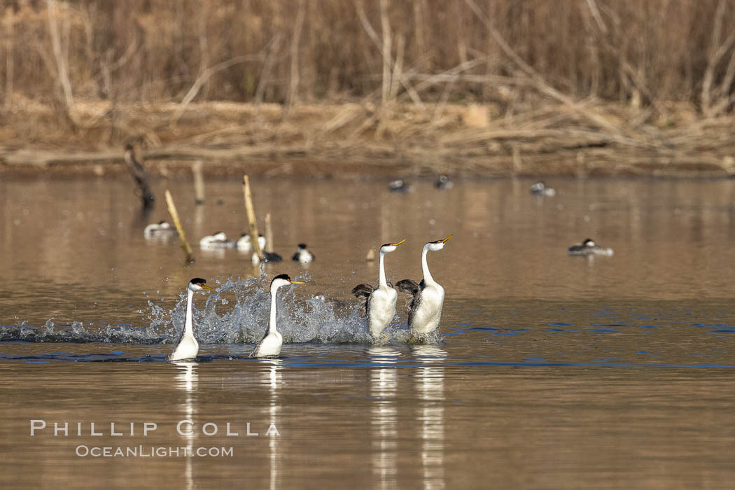 Western Grebes Rushing on Lake Hodges., Aechmophorus occidentalis, natural history stock photograph, photo id 36775