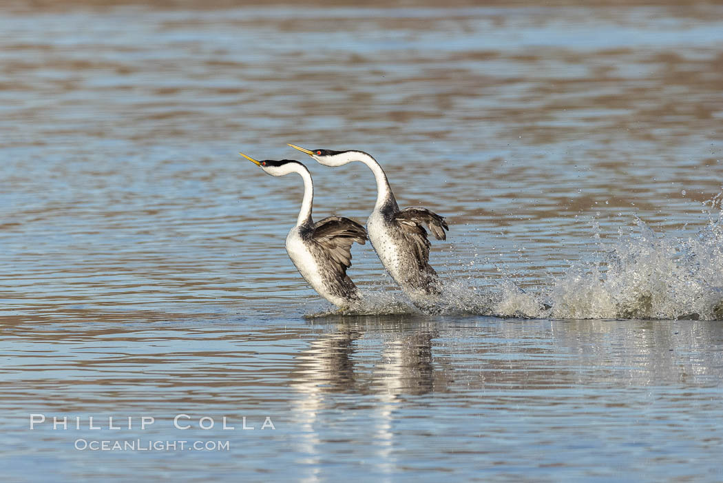 Western Grebes Rushing on Lake Hodges. San Diego, California, USA, Aechmophorus occidentalis, natural history stock photograph, photo id 36783