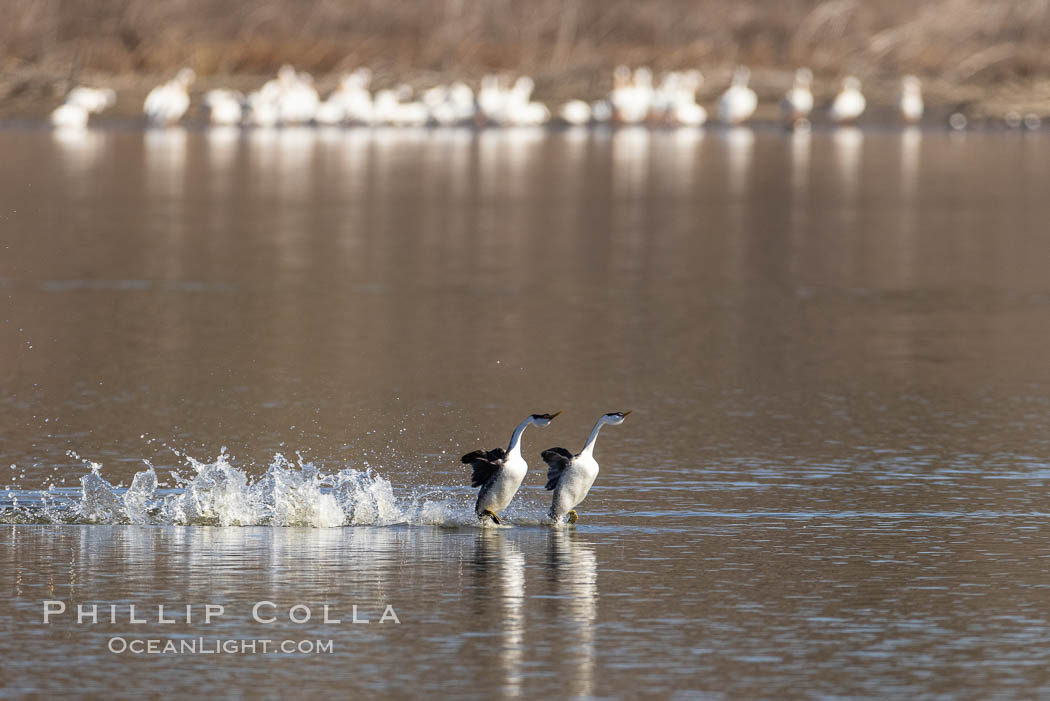 Western Grebes Rushing on Lake Hodges. San Diego, California, USA, Aechmophorus occidentalis, natural history stock photograph, photo id 36789