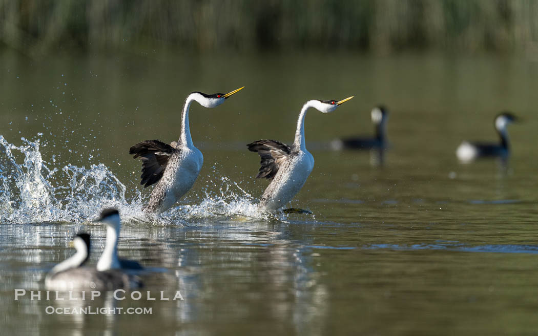 Western Grebes rushing on Lake Wohlford, running across the water by slapping their feet rapidly, part of the grebe's elaborate courtship, Escondido, California