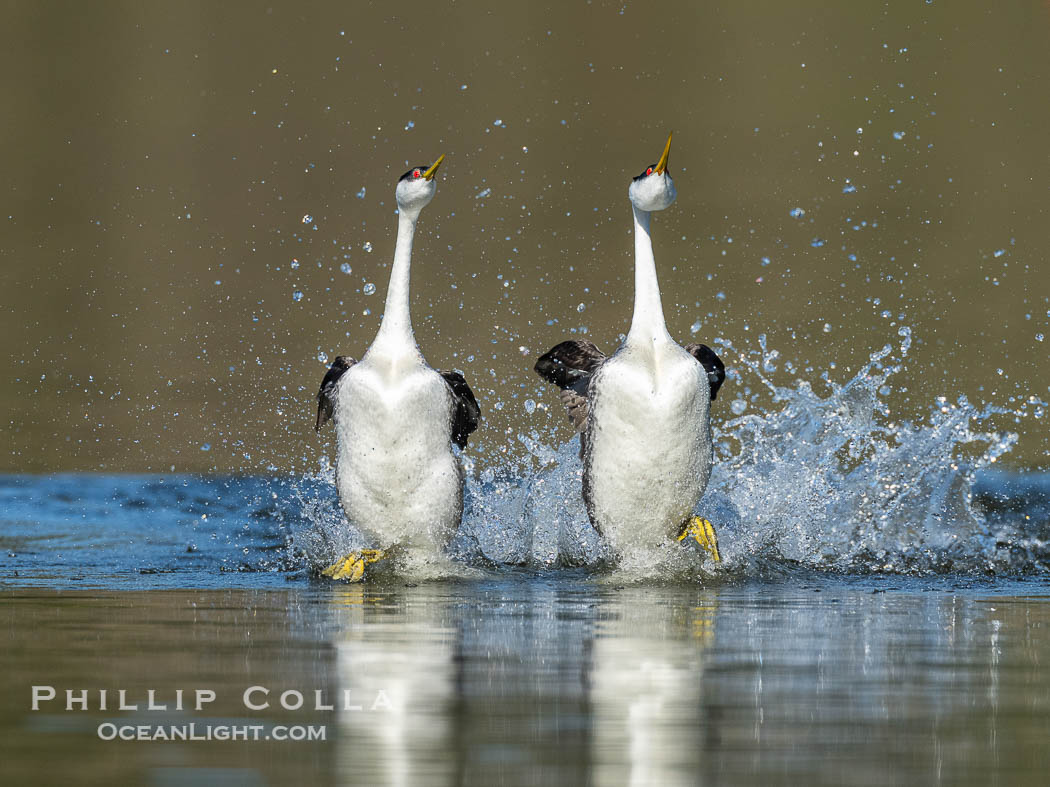 Western Grebes rushing on Lake Wohlford, running across the water by slapping their feet rapidly, part of the grebe's elaborate courtship, Escondido, California