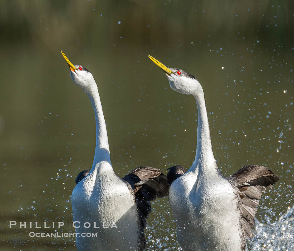 Western Grebes rushing on Lake Wohlford, running across the water by slapping their feet rapidly, part of the grebe's elaborate courtship., Aechmophorus occidentalis, natural history stock photograph, photo id 41708