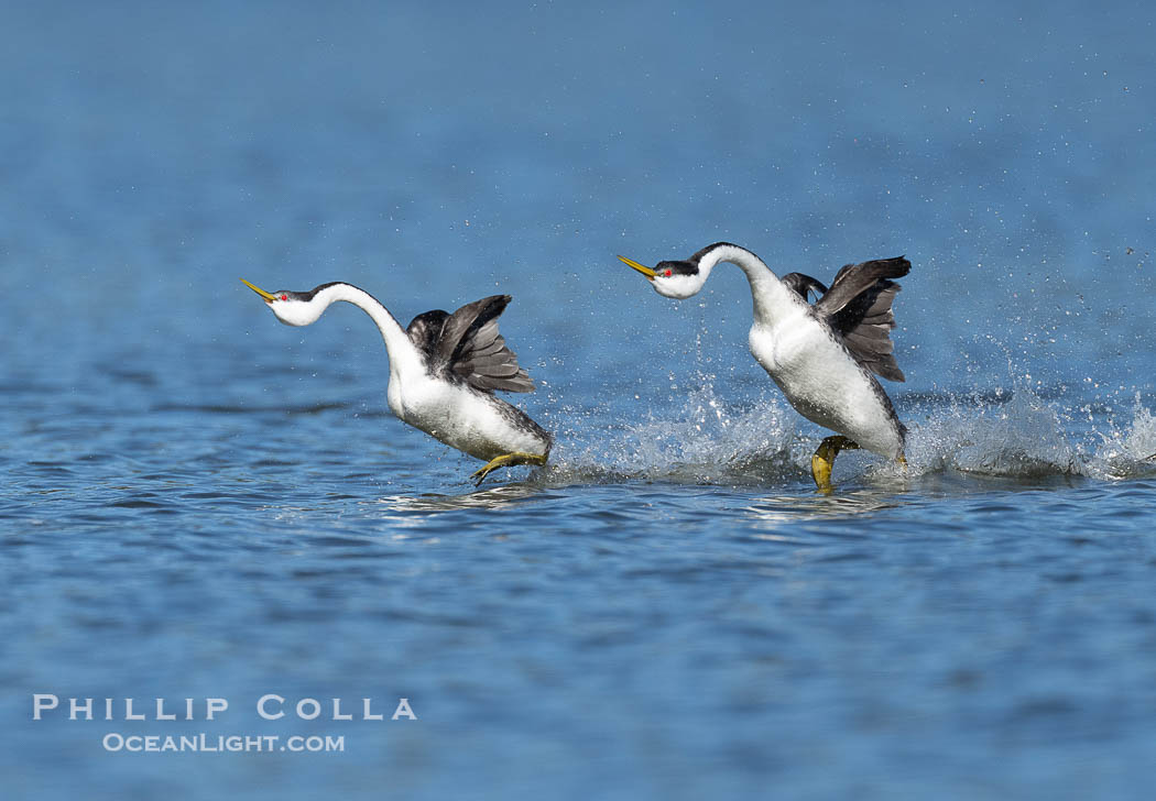 Western Grebes rushing on Lake Wohlford, running across the water by slapping their feet rapidly, part of the grebe's elaborate courtship., Aechmophorus occidentalis, natural history stock photograph, photo id 41707
