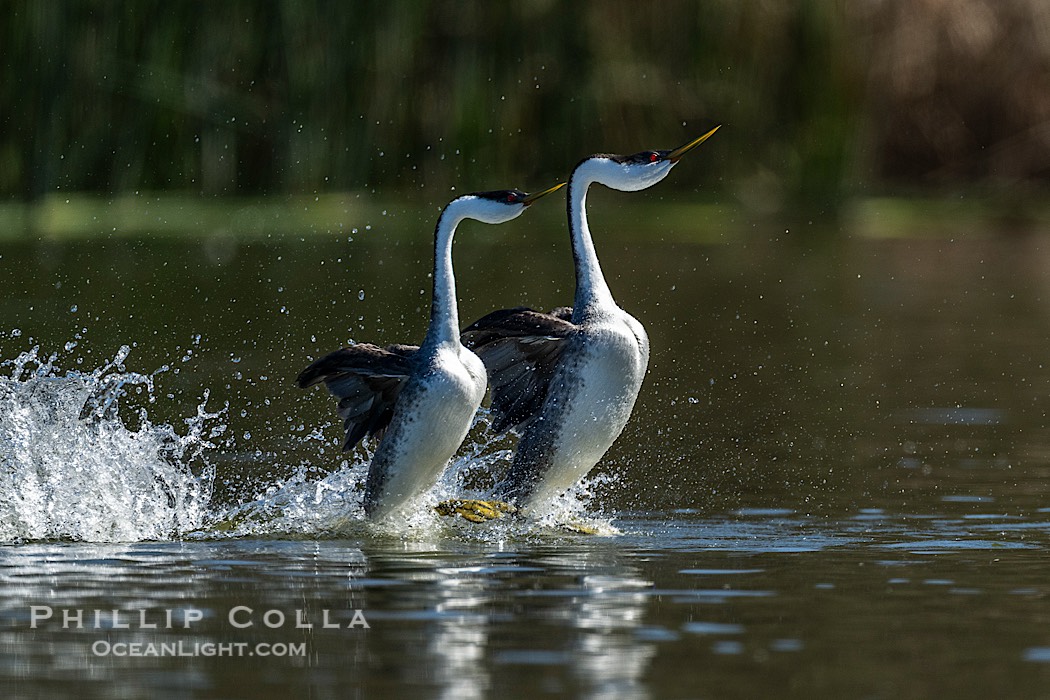 Western Grebes rushing on Lake Wohlford, running across the water by slapping their feet rapidly, part of the grebe's elaborate courtship., natural history stock photograph, photo id 41711