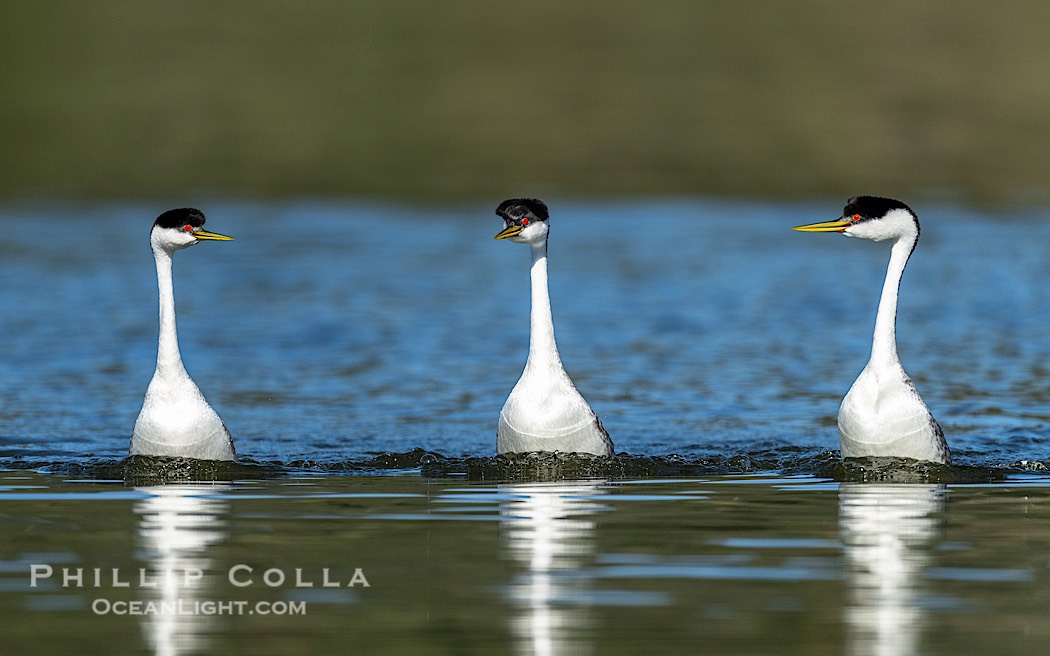 Western Grebes rushing on Lake Wohlford, running across the water by slapping their feet rapidly, part of the grebe's elaborate courtship., natural history stock photograph, photo id 41705