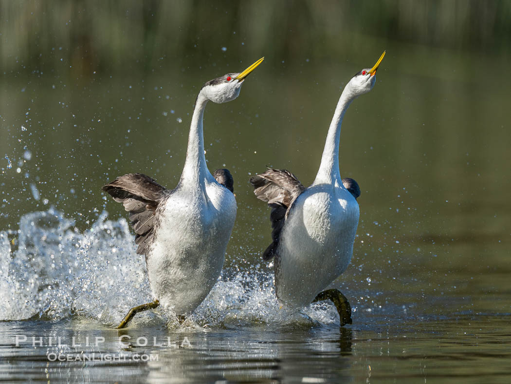 Western Grebes rushing on Lake Wohlford, running across the water by slapping their feet rapidly, part of the grebe's elaborate courtship, Escondido, California