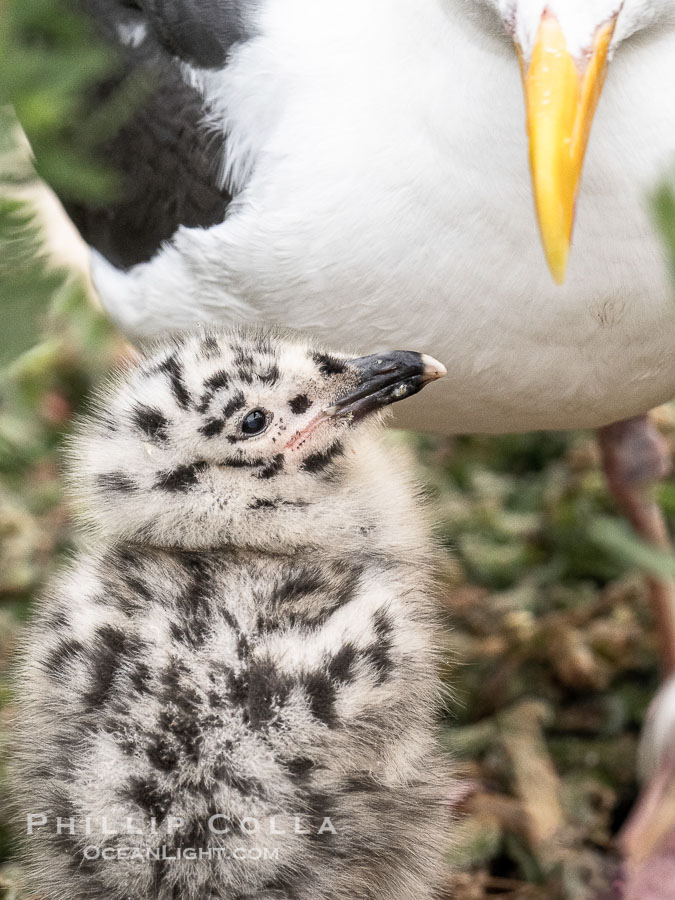 Western Gull Chick at Nest Amidst Plants, Larus occidentalis, La Jolla Cove., Larus occidentalis, natural history stock photograph, photo id 39504
