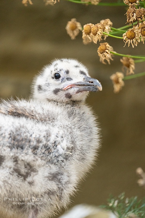 Western Gull Chick at Nest Amidst Plants, Larus occidentalis, La Jolla Cove., Larus occidentalis, natural history stock photograph, photo id 39508