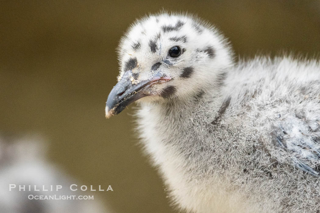 Western Gull Chick at Nest Amidst Plants, Larus occidentalis, La Jolla Cove., Larus occidentalis, natural history stock photograph, photo id 39507