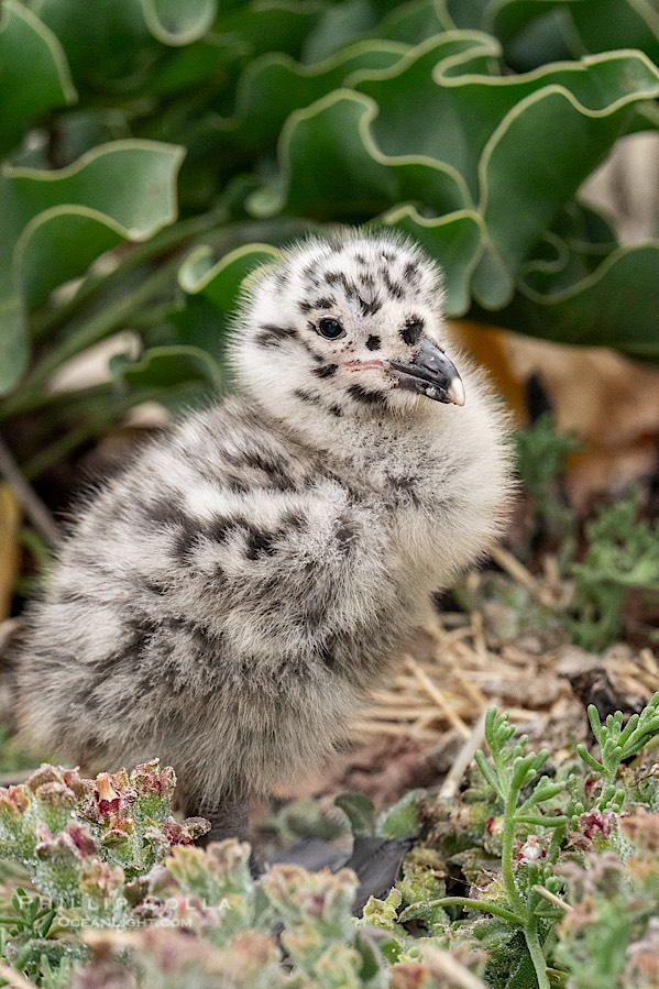 Western Gull Chick at Nest Amidst Plants, Larus occidentalis, La Jolla Cove., Larus occidentalis, natural history stock photograph, photo id 39505