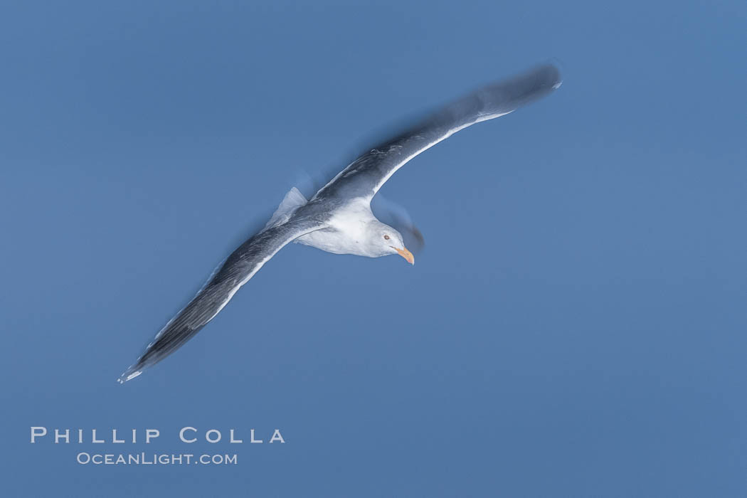 Western gull in flight, motion blur and strobe light. La Jolla, California, USA, natural history stock photograph, photo id 37651
