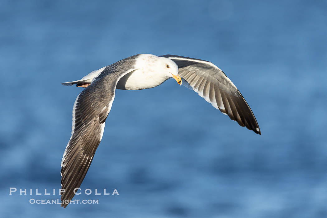 Western gull in flight over the ocean, La Jolla. California, USA, natural history stock photograph, photo id 38636