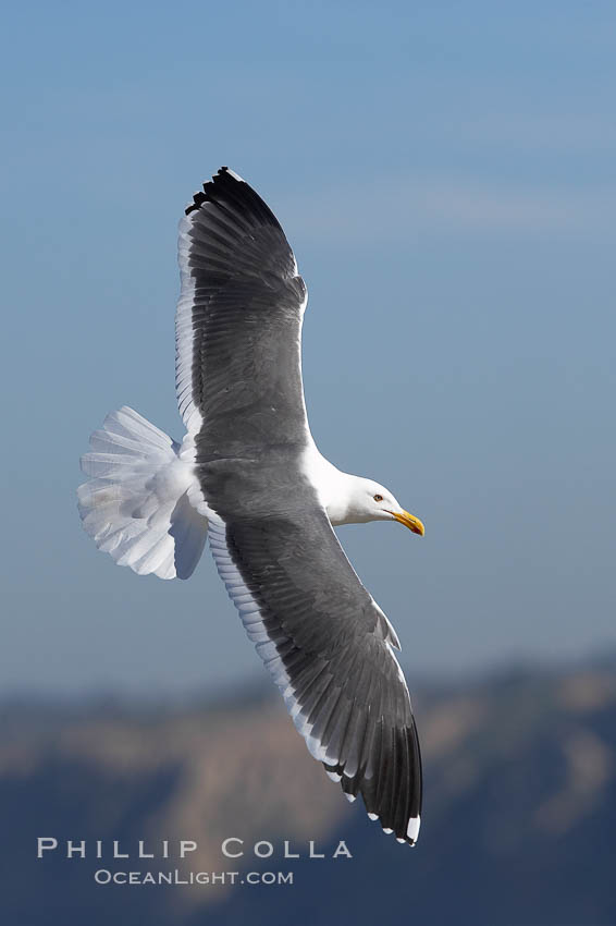 Western gull in flight. La Jolla, California, USA, Larus occidentalis, natural history stock photograph, photo id 20328