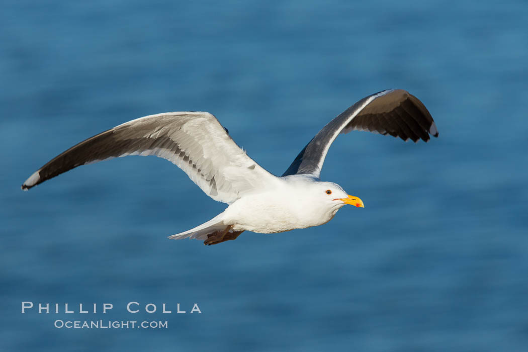 Western gull in flight. La Jolla, California, USA, Larus occidentalis, natural history stock photograph, photo id 28989