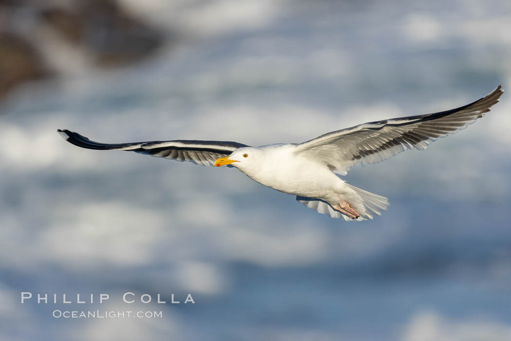 Western Gull in Flight, La Jolla. California, USA, natural history stock photograph, photo id 37701