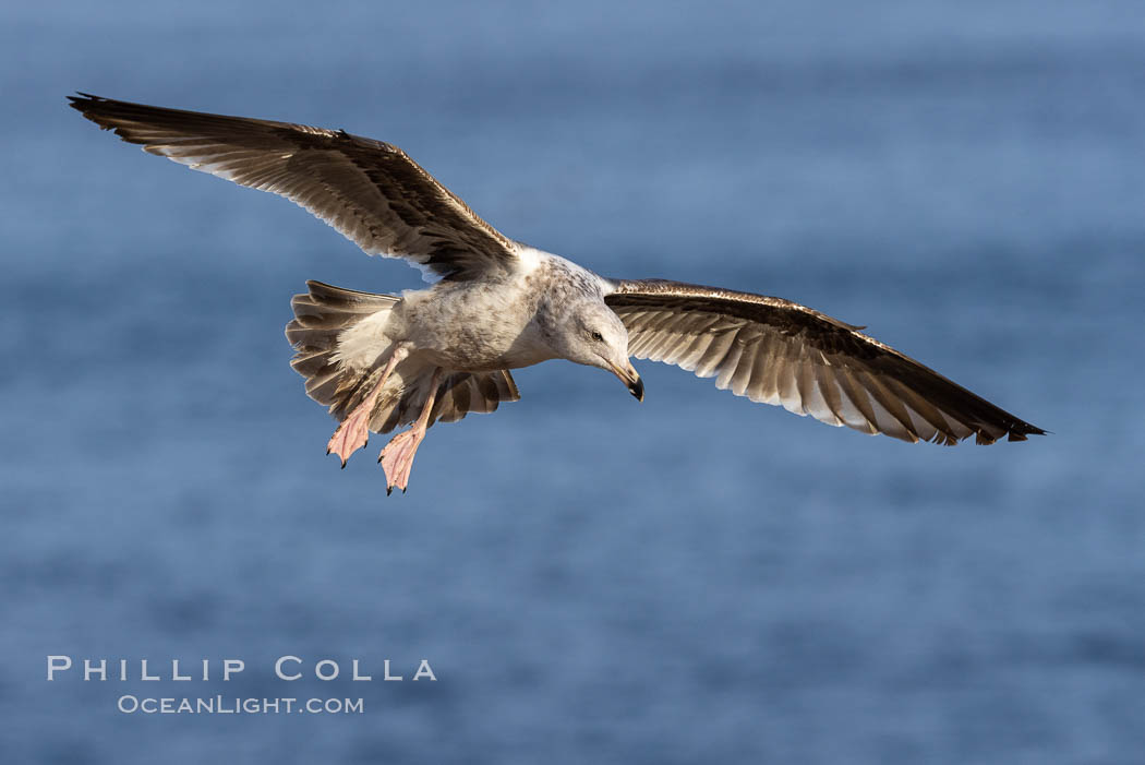 Western gull in flight, second winter. La Jolla, California, USA, natural history stock photograph, photo id 37686