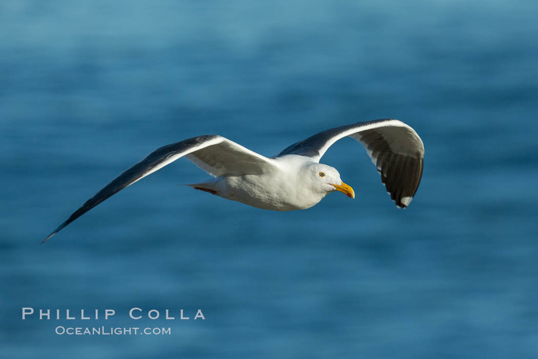 Western gull, flying. La Jolla, California, USA, Larus occidentalis, natural history stock photograph, photo id 30450