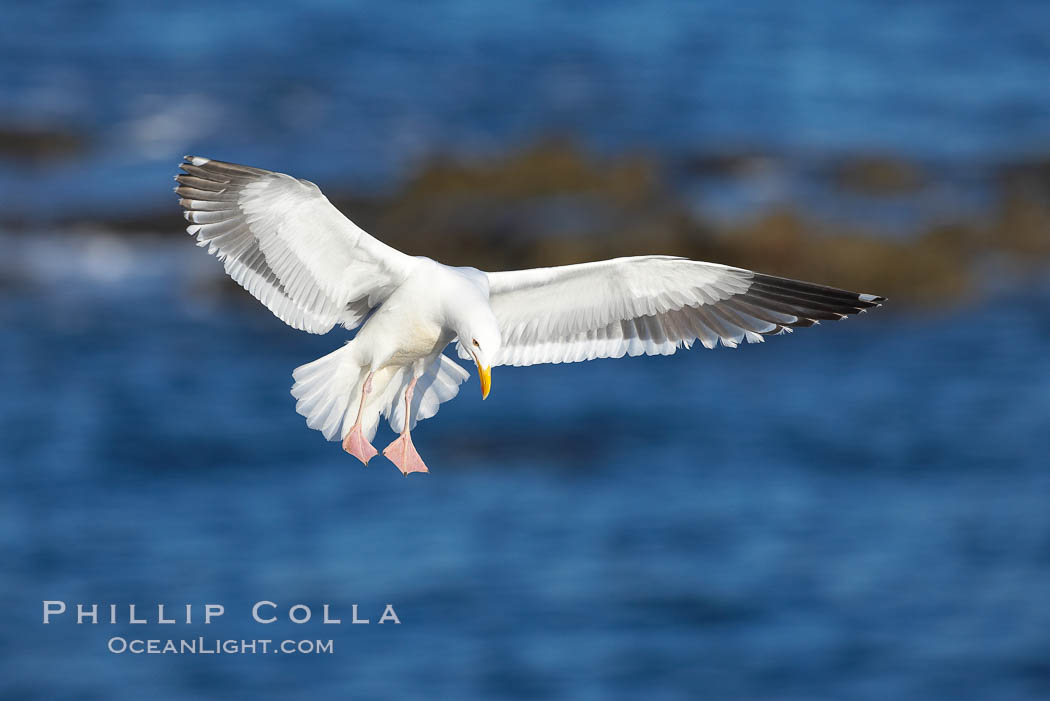 Western gull in flight. La Jolla, California, USA, Larus occidentalis, natural history stock photograph, photo id 18566