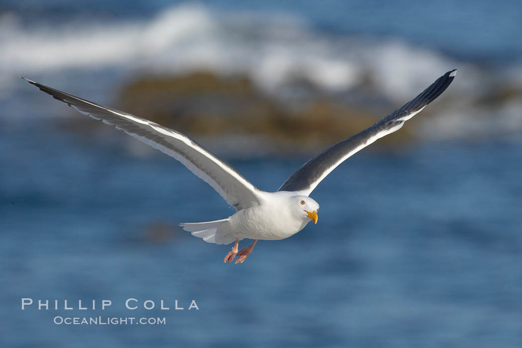 Western gull in flight. La Jolla, California, USA, Larus occidentalis, natural history stock photograph, photo id 18570