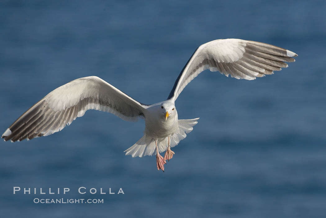 Western gull in flight. La Jolla, California, USA, Larus occidentalis, natural history stock photograph, photo id 18582