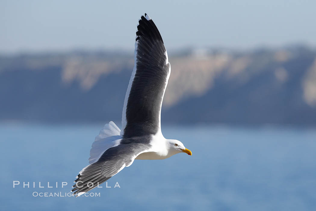 Western gull. La Jolla, California, USA, Larus occidentalis, natural history stock photograph, photo id 20958