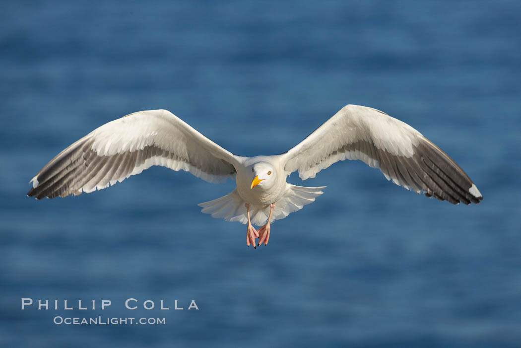 Western gull in flight. La Jolla, California, USA, Larus occidentalis, natural history stock photograph, photo id 18560